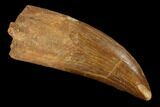 Carcharodontosaurus Tooth - Real Dinosaur Tooth #131238-1